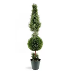 National Tree Company 5 ft. Juniper Cone and Ball Topiary Tree in Green Round Plastic Pot