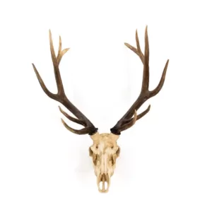 Zentique Polyresin Cast Off-White and Ombre Brown Antler Deer Skull